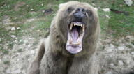 Robobear trains hikers ho to ward off bear attacks