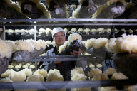 China Largest Commercial Production Base For Edible Fungi