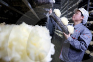 China Largest Commercial Production Base For Edible Fungi