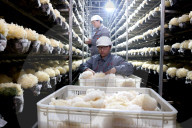 China Largest Commercial Production Base For Edible Fungi