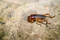 Gryllus Field Cricket Insect On Alpana Folk Art - Animal India