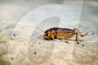 Gryllus Field Cricket Insect On Alpana Folk Art - Animal India