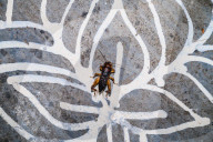 Gryllus Field Cricket Insect On Alpana Folk Art - Animal India