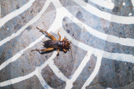 Gryllus Field Cricket Insect On Alpana Folk Art - Animal India