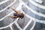 Gryllus Field Cricket Insect On Alpana Folk Art - Animal India