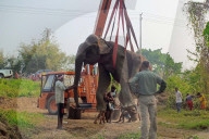  Injured Domestic Elephant In India 