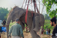  Injured Domestic Elephant In India 