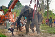  Injured Domestic Elephant In India 