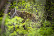 Sri Lankan Leopard At Yala National Park
