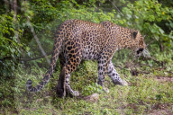 Sri Lankan Leopard At Yala National Park