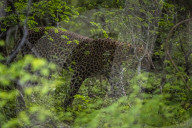 Sri Lankan Leopard At Yala National Park