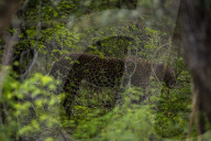 Sri Lankan Leopard At Yala National Park