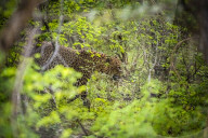 Sri Lankan Leopard At Yala National Park