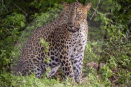 Sri Lankan Leopard At Yala National Park