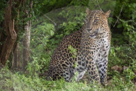 Sri Lankan Leopard At Yala National Park