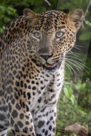 Sri Lankan Leopard At Yala National Park