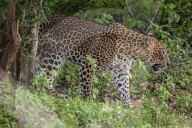Sri Lankan Leopard At Yala National Park