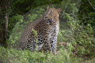 Sri Lankan Leopard At Yala National Park