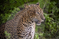 Sri Lankan Leopard At Yala National Park