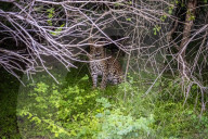 Sri Lankan Leopard At Yala National Park