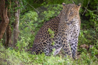 Sri Lankan Leopard At Yala National Park
