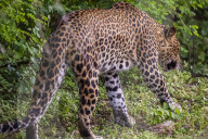 Sri Lankan Leopard At Yala National Park