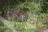 Sri Lankan Leopard At Yala National Park