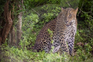 Sri Lankan Leopard At Yala National Park
