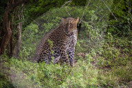 Sri Lankan Leopard At Yala National Park