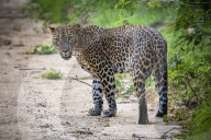 Sri Lankan Leopard At Yala National Park