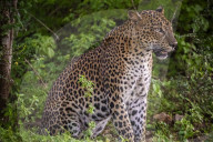 Sri Lankan Leopard At Yala National Park