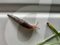 Garden Slug