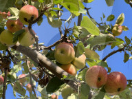 Apples Growing On An Apple Tree
