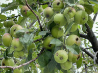 Apples Growing On An Apple Tree