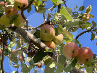 Apples Growing On An Apple Tree
