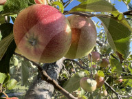 Apples Growing On An Apple Tree