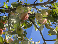 Apples Growing On An Apple Tree