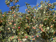 Apples Growing On An Apple Tree