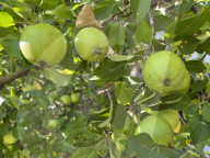 Apples Growing On An Apple Tree