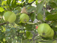 Apples Growing On An Apple Tree