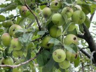 Apples Growing On An Apple Tree