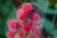 Castor Oil Plant