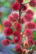 Castor Oil Plant