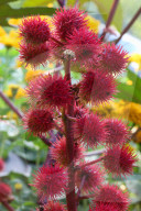 Castor Oil Plant