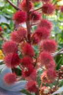 Castor Oil Plant