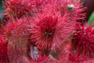 Castor Oil Plant
