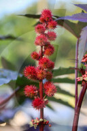 Castor Oil Plant