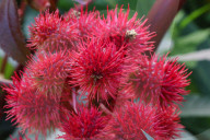 Castor Oil Plant