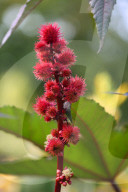 Castor Oil Plant