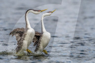 Grebes running on water by Rick Derevan